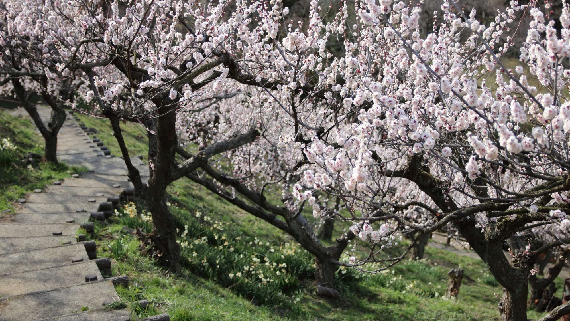 【周辺観光】＜春＞三隅梅林公園　車で10分