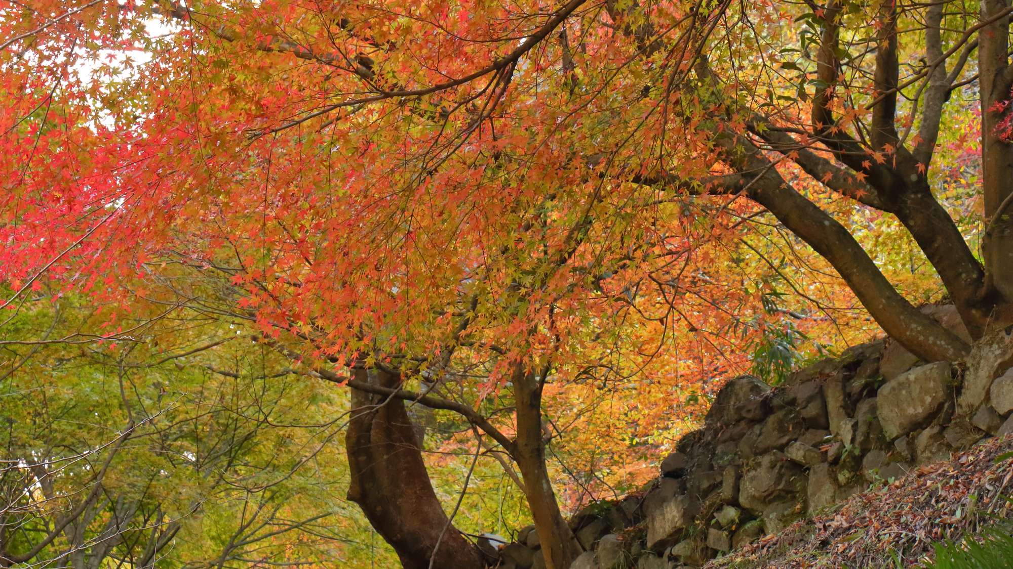 【周辺観光】＜秋＞鍋石の紅葉　車で30分