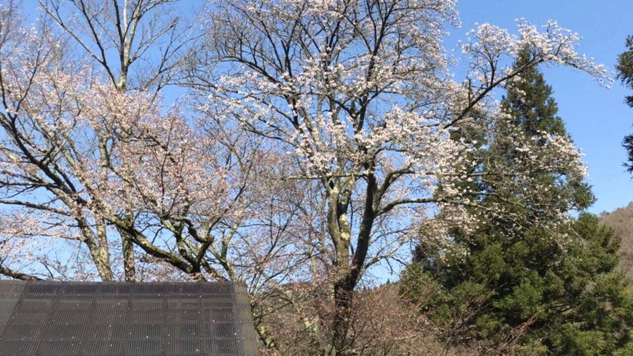 敷地内の桜木　開花