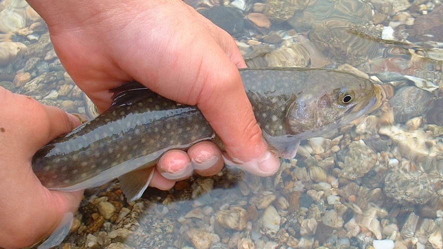 *【体験】岩魚つかみどり