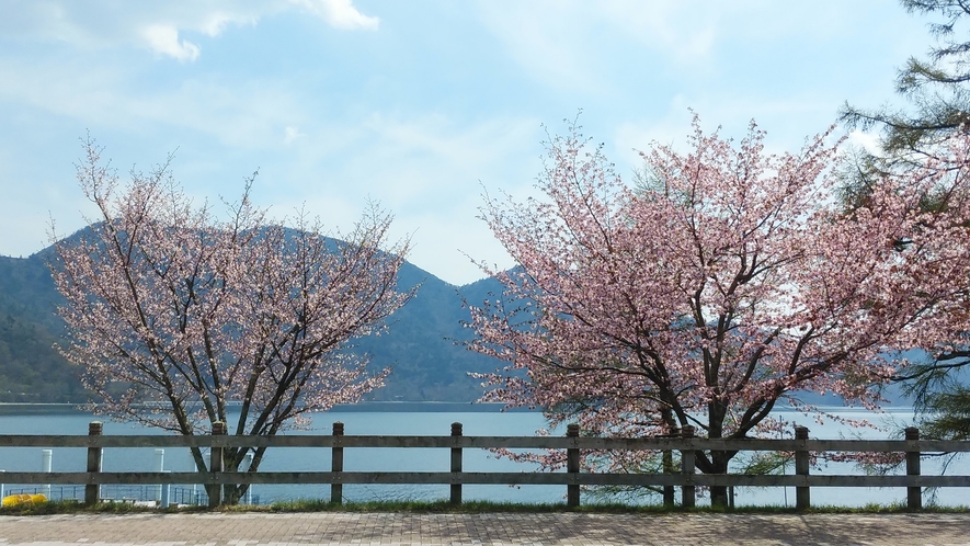 中禅寺湖畔の桜