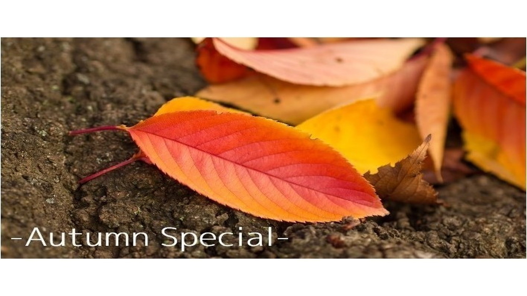 【季節割】秋から初冬の期間販売『Autumn Special』(朝食付き)JR函館駅より徒歩1分