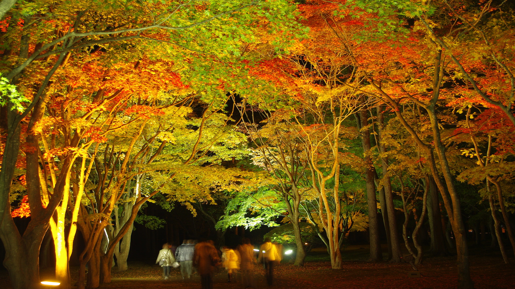 見晴公園(香雪園)秋は紅葉のライトアップイベントが開催