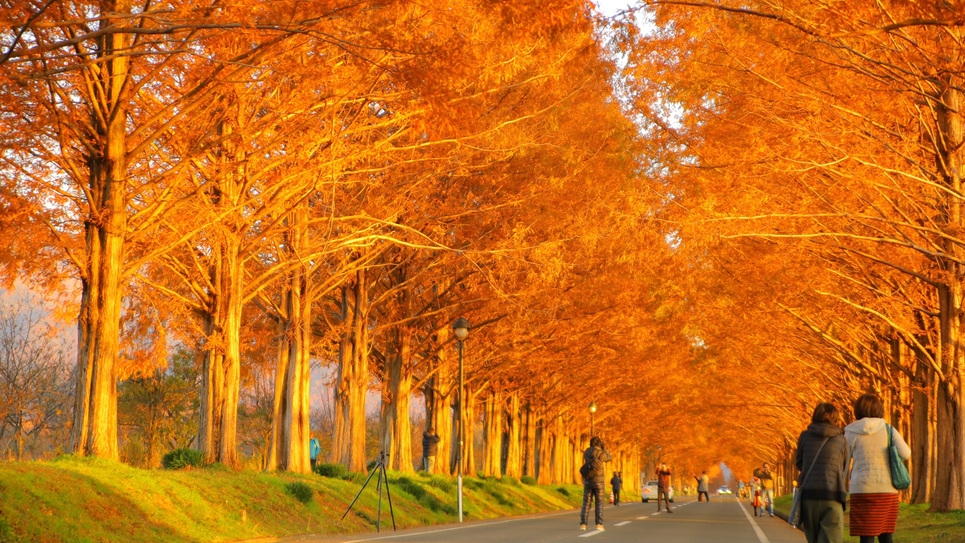 【メタセコイア並木】燃え盛るような紅葉の並木は圧巻・・・素敵な景色と素敵な食事をぜひ当館にて♪