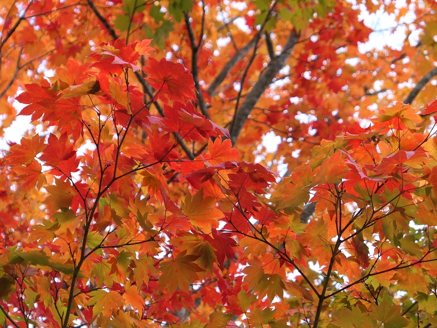 【３組限定の宿】紅葉の女神湖と信州の美味しい食材を満喫する大人の隠れ家プラン