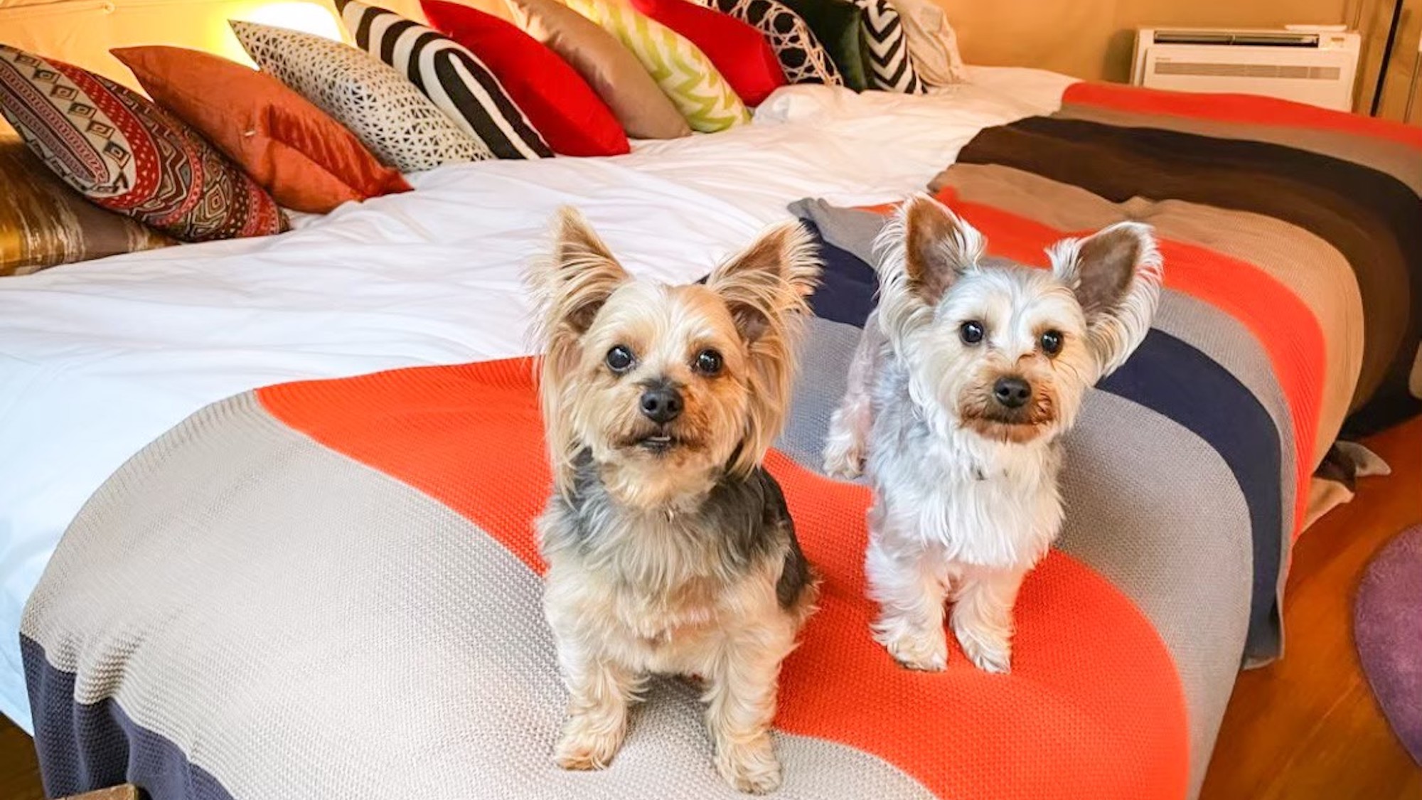 ふかふかベッドで愛犬とゴロゴロ。最大5名様まで泊まれる、癒やしのドッグフレンドリー空間。