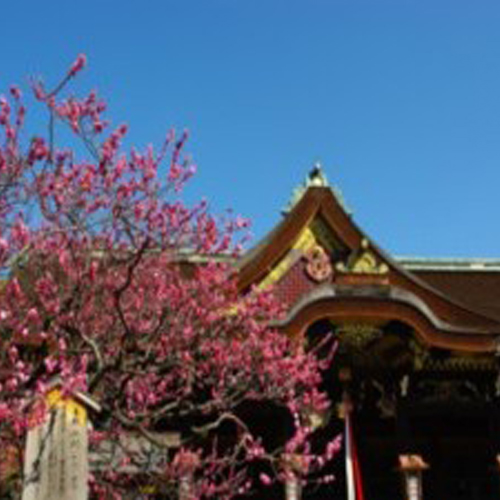 ◆京都観光◆北野天満宮の梅