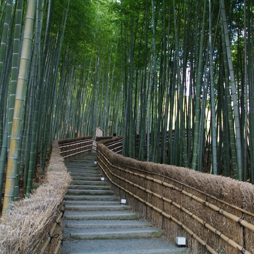 ◆京都観光◆嵯峨野の竹林