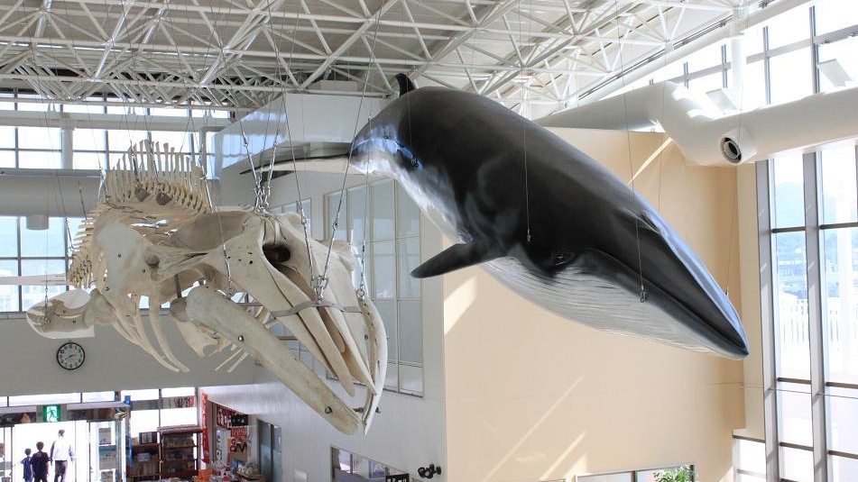 鯨賓館ミュージアム　有川港ターミナル内位置。捕鯨と地域文化がテーマの博物館（ホテルより車約40分）