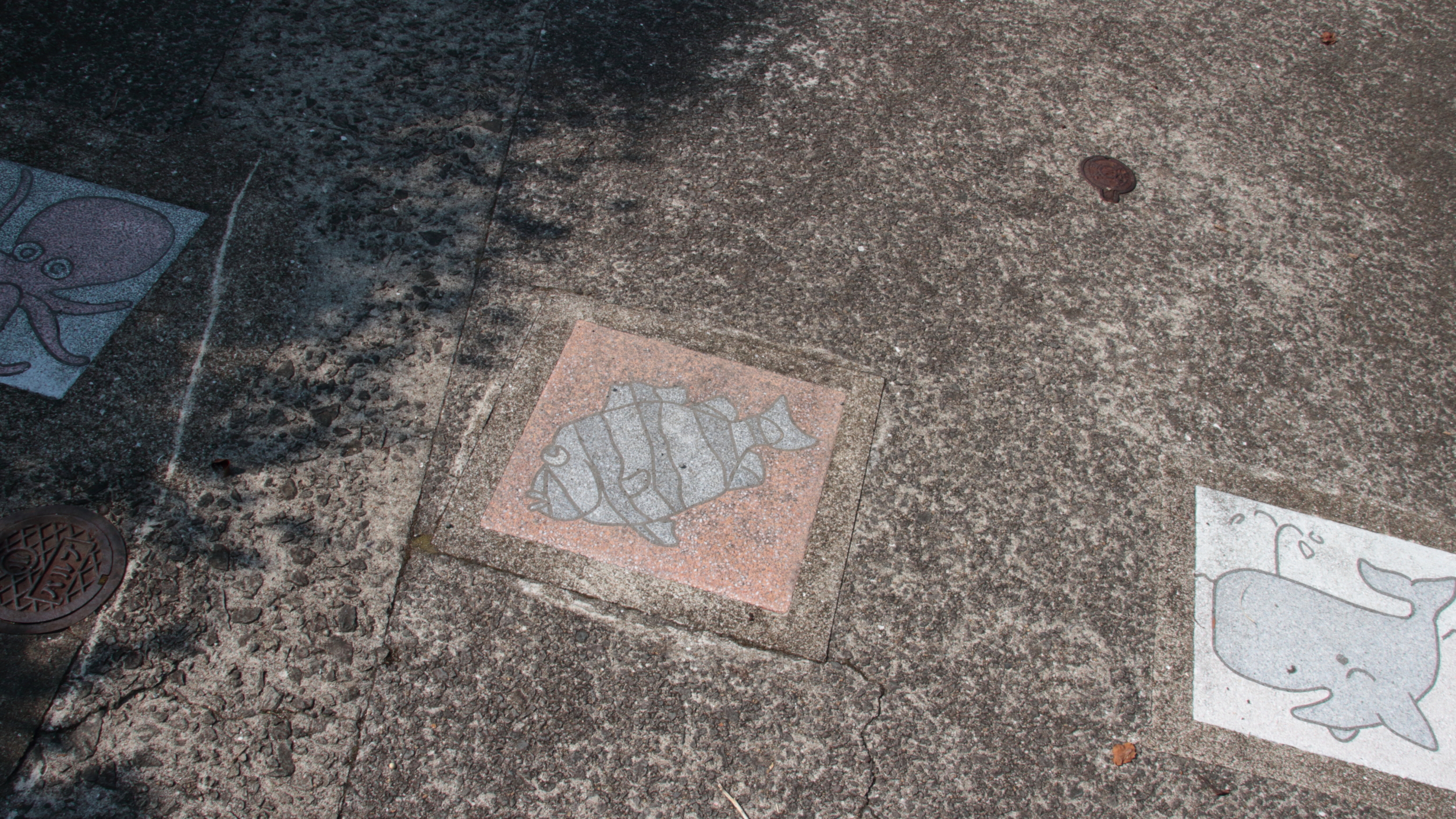 ホテル周辺のアスファルトで見かける可愛い海の生き物たち