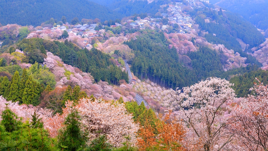 【吉野】※イメージ