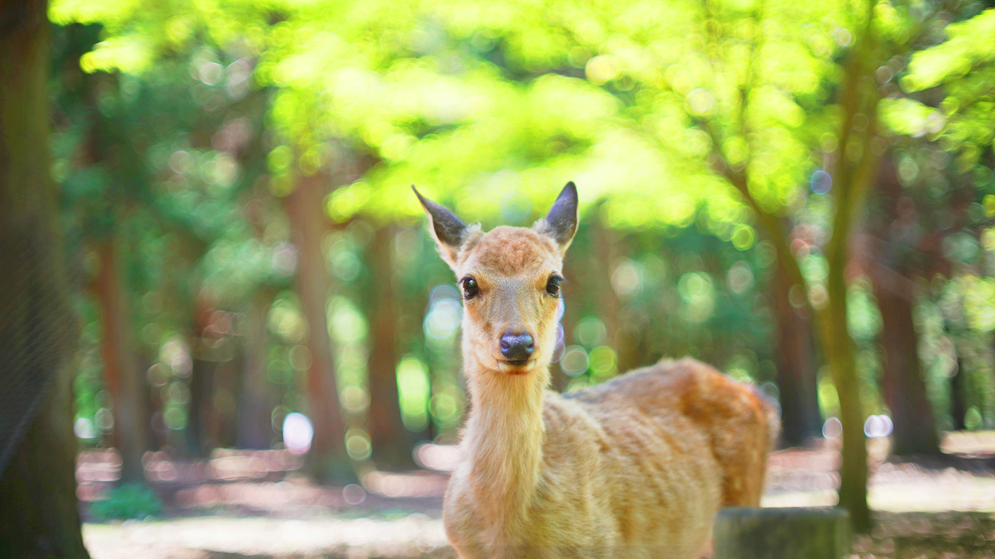 【奈良公園】奈良観光に便利な立地です。※イメージ