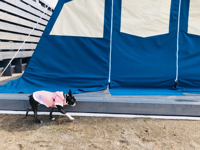 愛犬とテントに泊まろう！