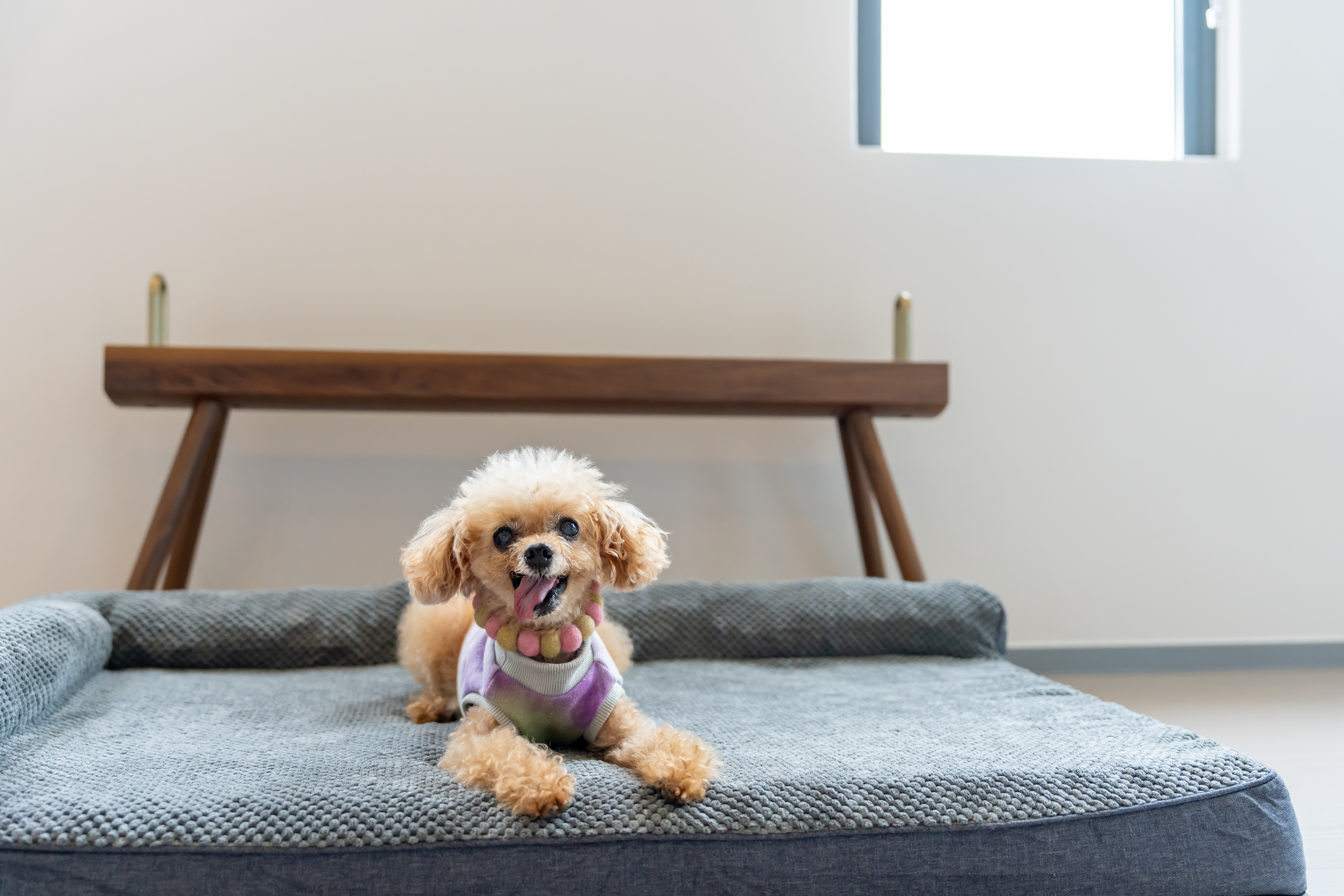 中型犬2頭まで