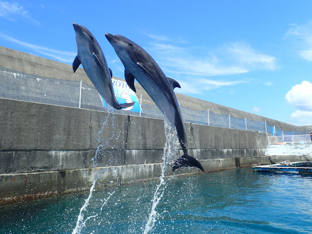 周辺アクティビティ：室戸ドルフィンセンター