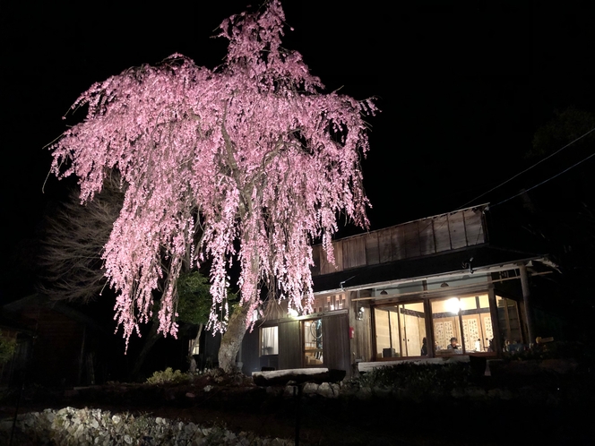 春先の枝垂桜