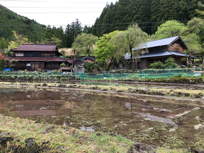 ゲストハウス前に広がる田んぼ