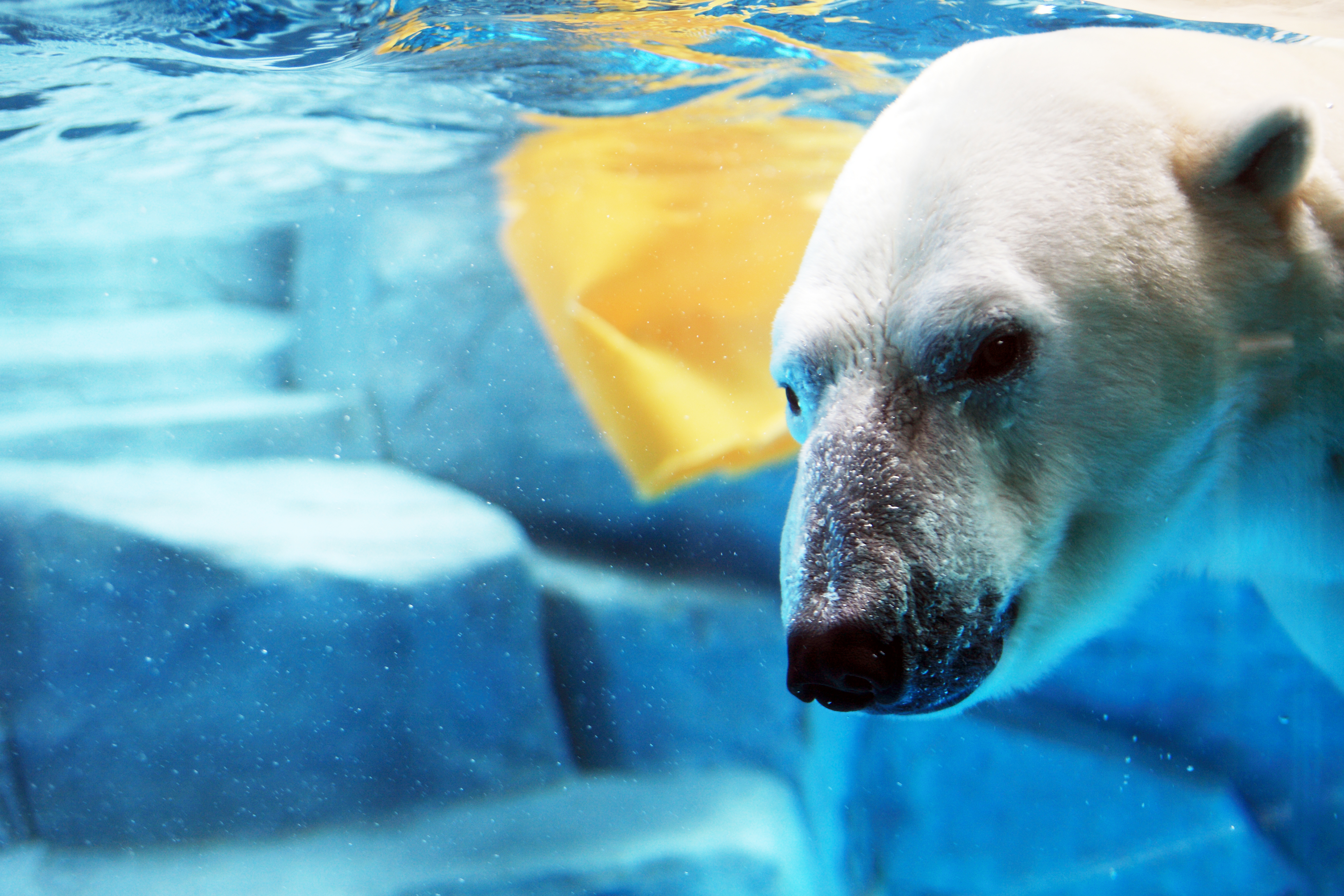 水族館ＧＡＯの人気者、白熊の「豪太くん」