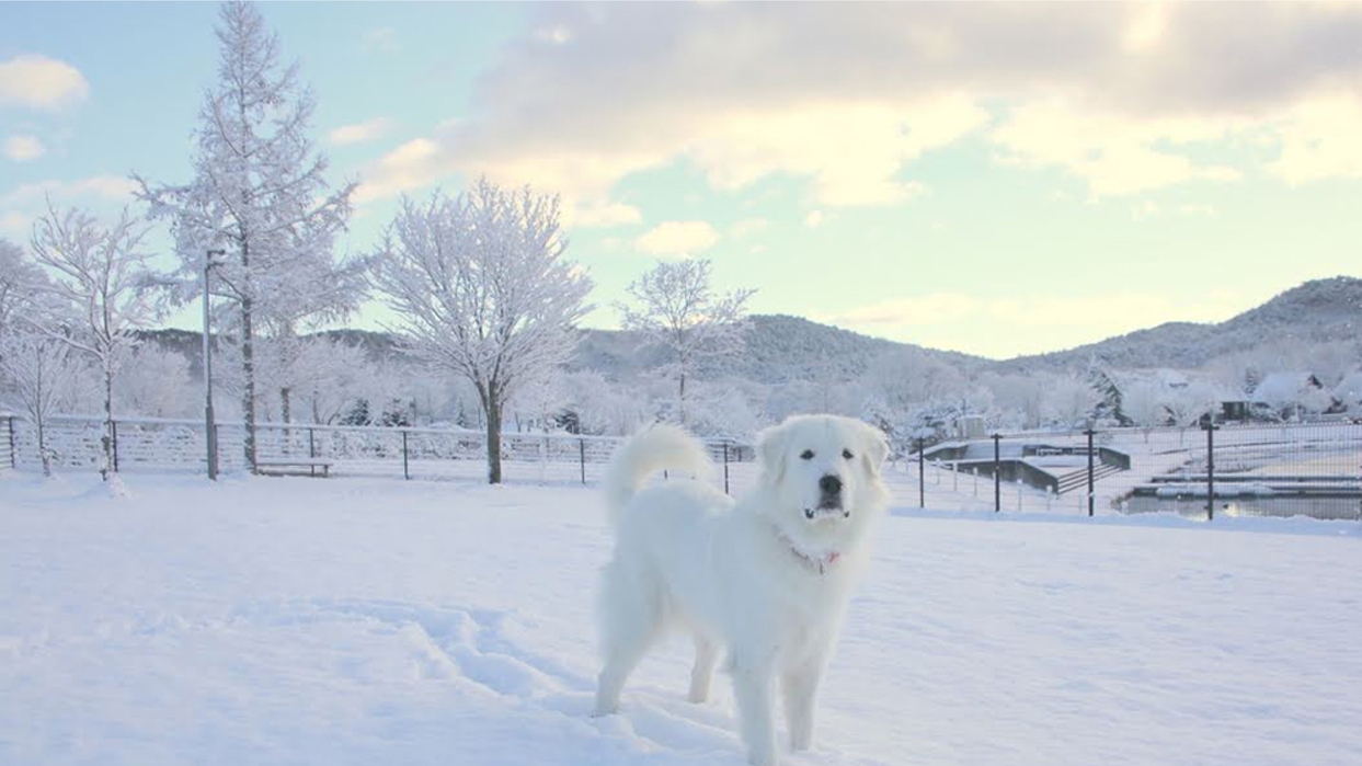 【看板犬ジーナ♪引退記念プラン】◆1泊2食　夕朝食付きプラン【特別ノベルティプレゼント♪】