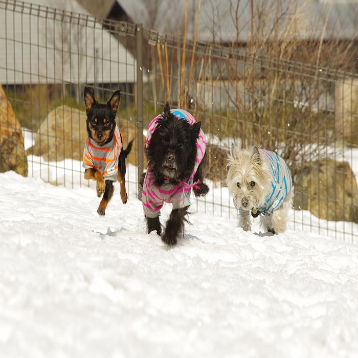 【総額より２０％OFF！連泊限定お年玉プラン】ワンちゃん同伴OK！夕朝食バイキング付きプラン