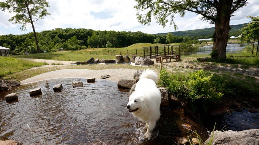 【小川の流れるドッグラン】