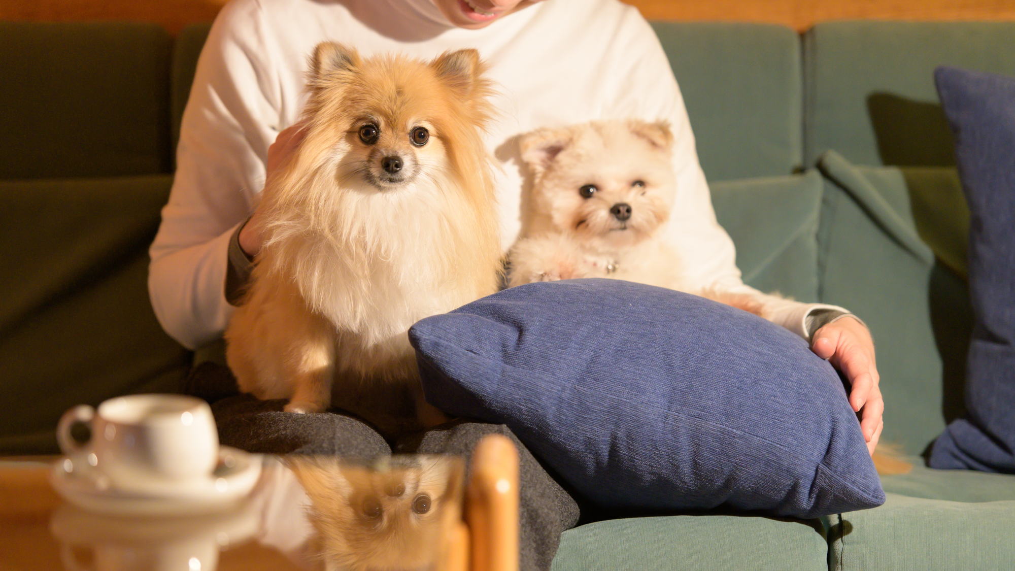 【愛犬同伴専用コテージ】滞在イメージ