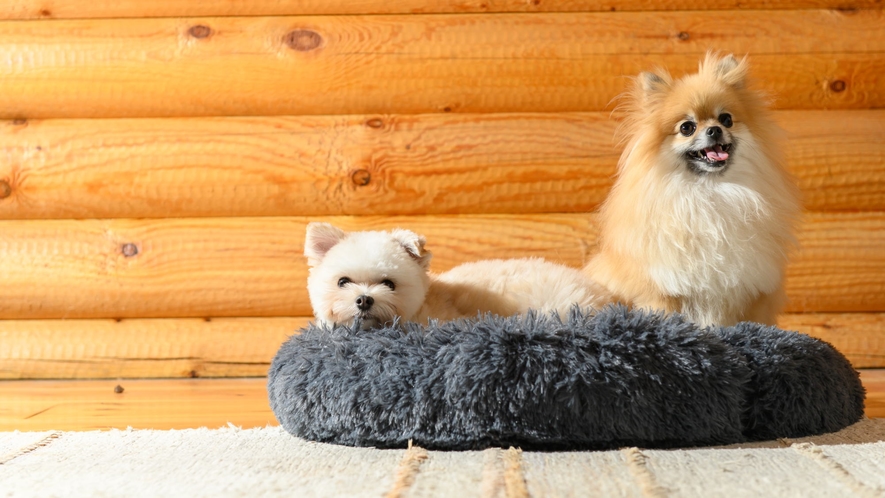 【愛犬同伴専用コテージ】滞在イメージ