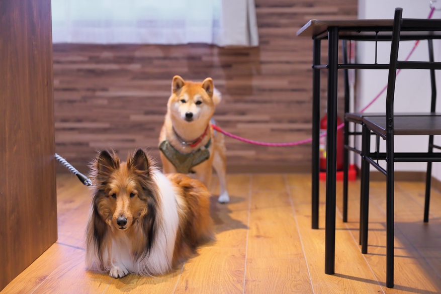 【愛犬と一緒に昼神温泉へ☆彡】わんちゃん専用ホテル「Paw House」宿泊手配付きプラン
