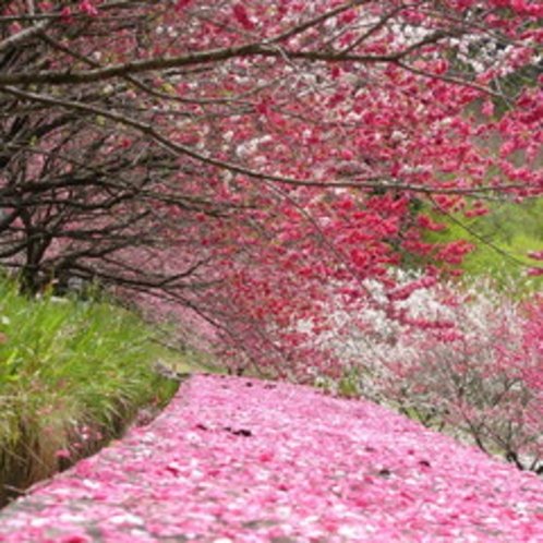 ＜花桃＞　花桃の郷は例年4月下旬が見頃となります