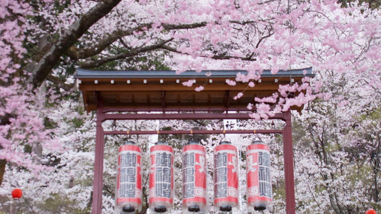 飯沼諏訪神社の石段桜