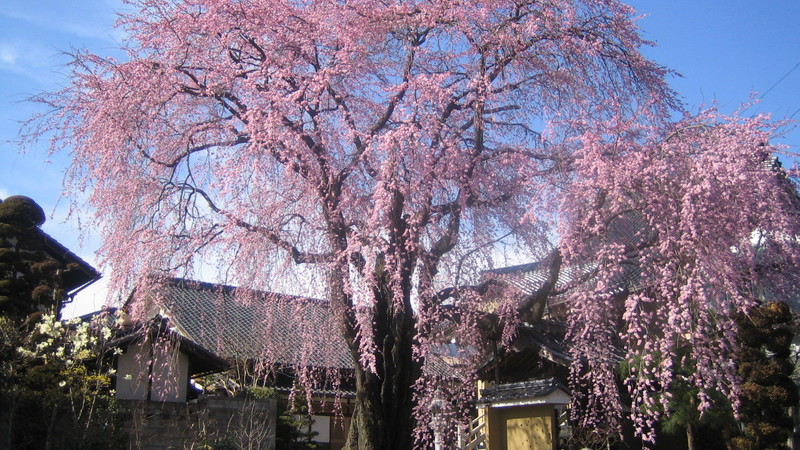 黄梅院の枝垂れ桜