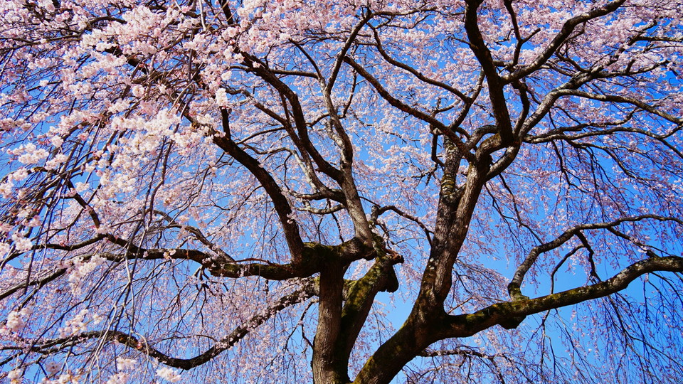 しだれ桜