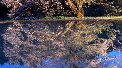 阿智村  駒つなぎの桜
