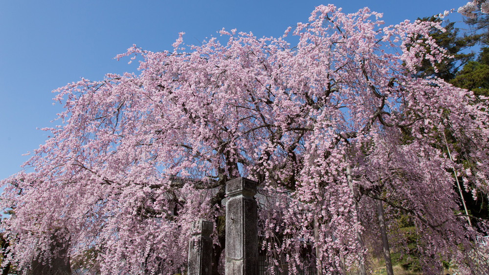 麻績の里 舞台桜
