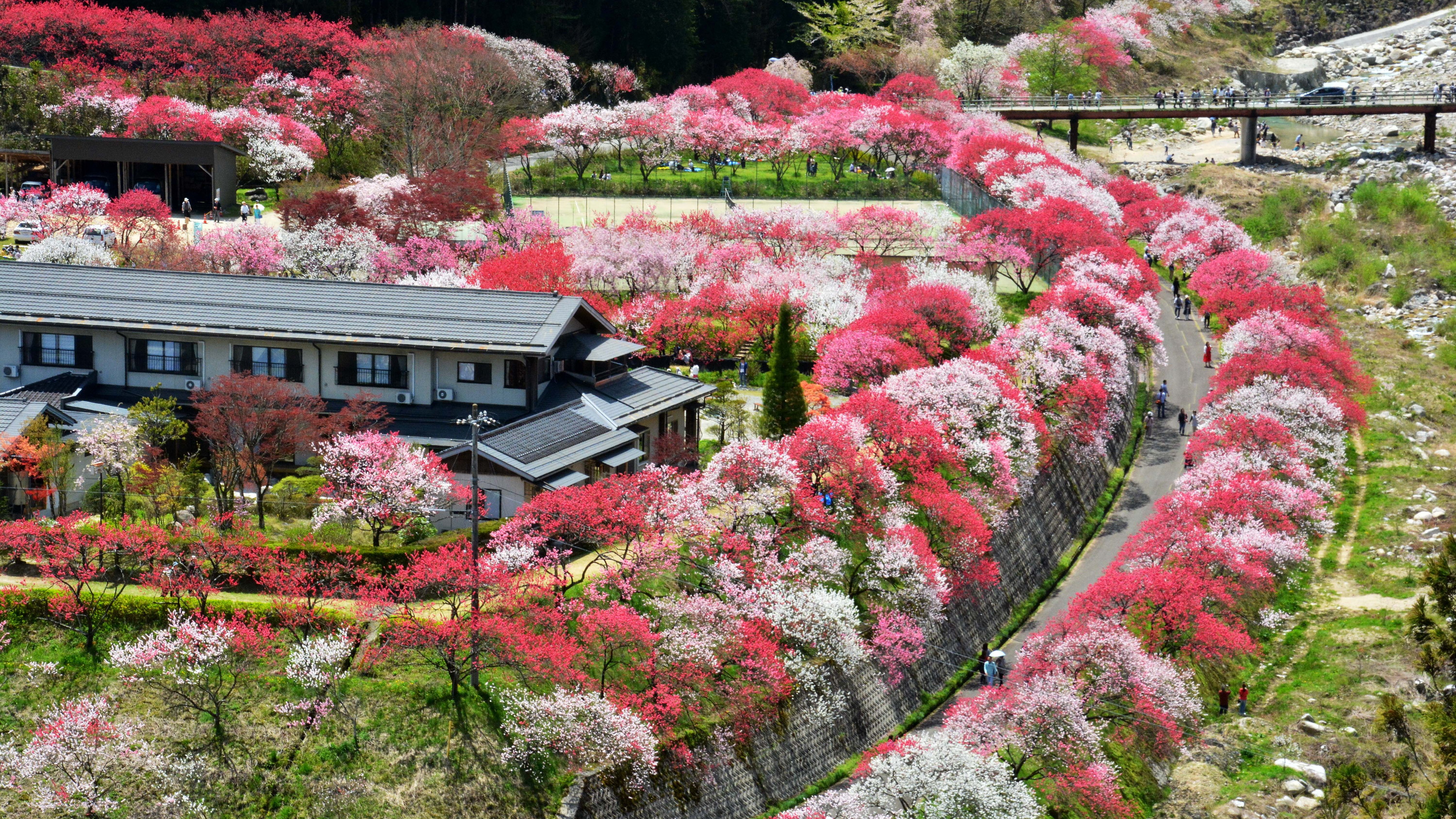 花桃の里