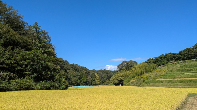 お米作り【稲刈り】