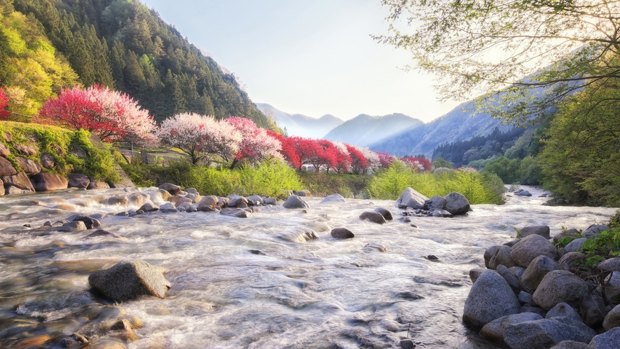 阿智村の花桃