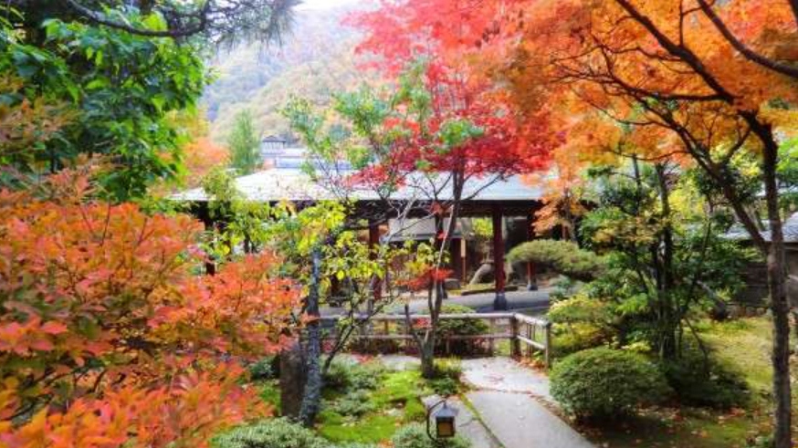 紅葉 例年11月上旬が見頃となっております