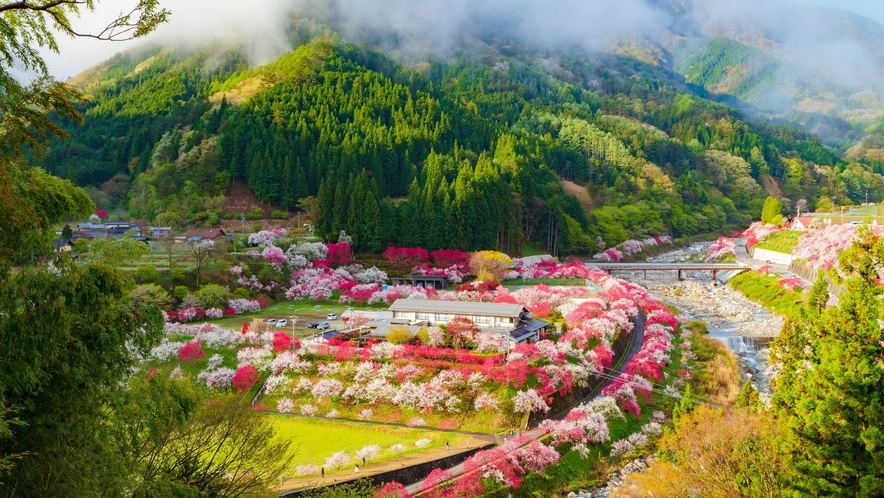 阿智村の花桃