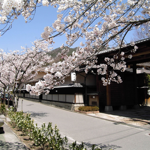 ＜桜並木＞　旅館の川沿いは桜並木になっています