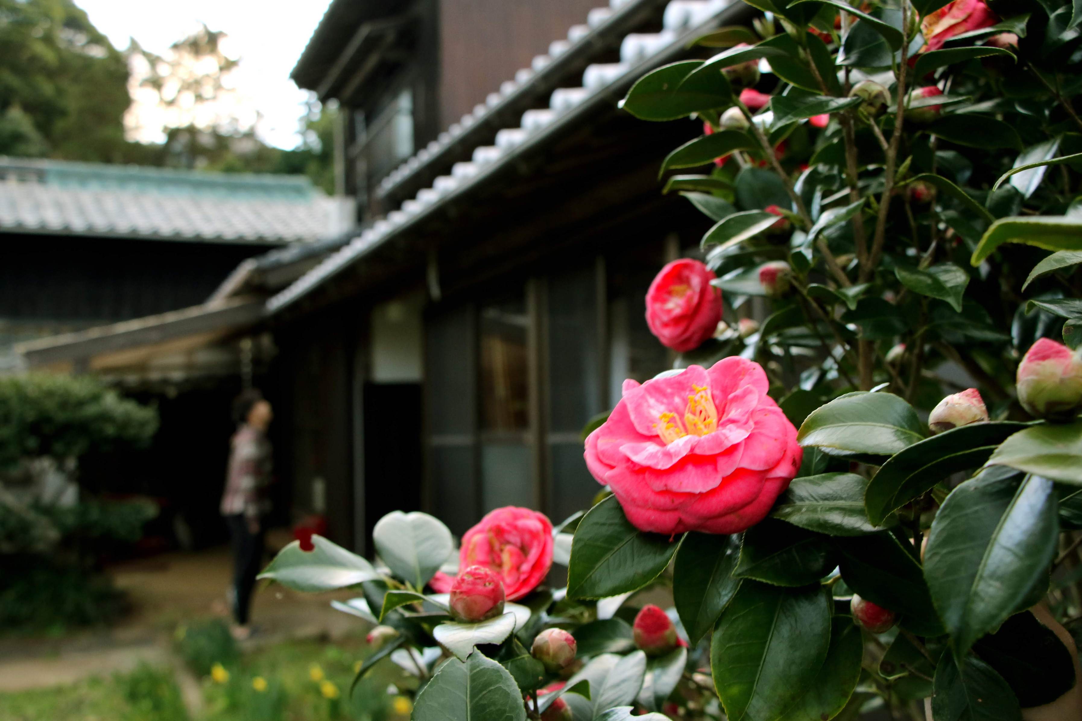 季節の花々