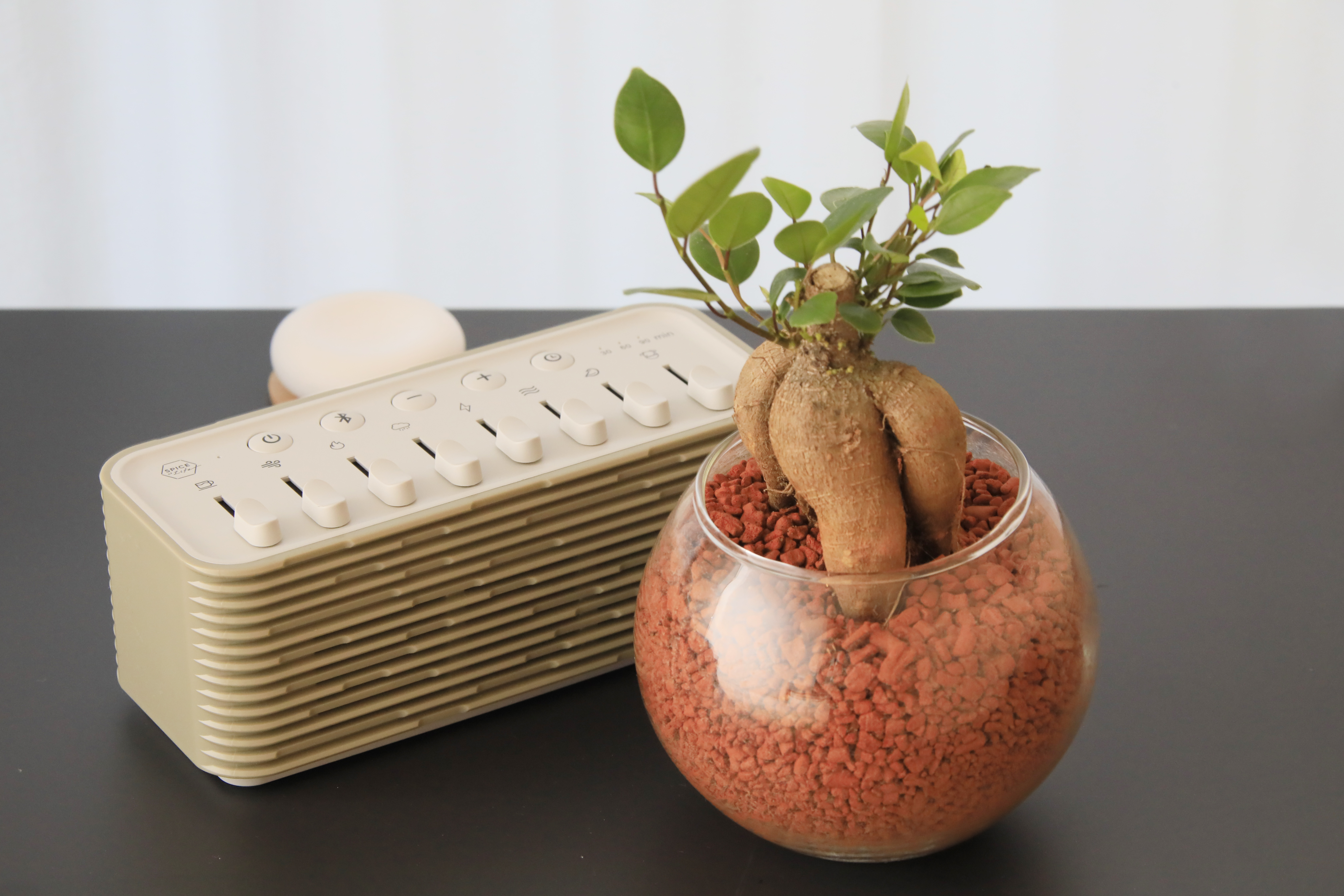 【スピーカー＆ガジュマル】