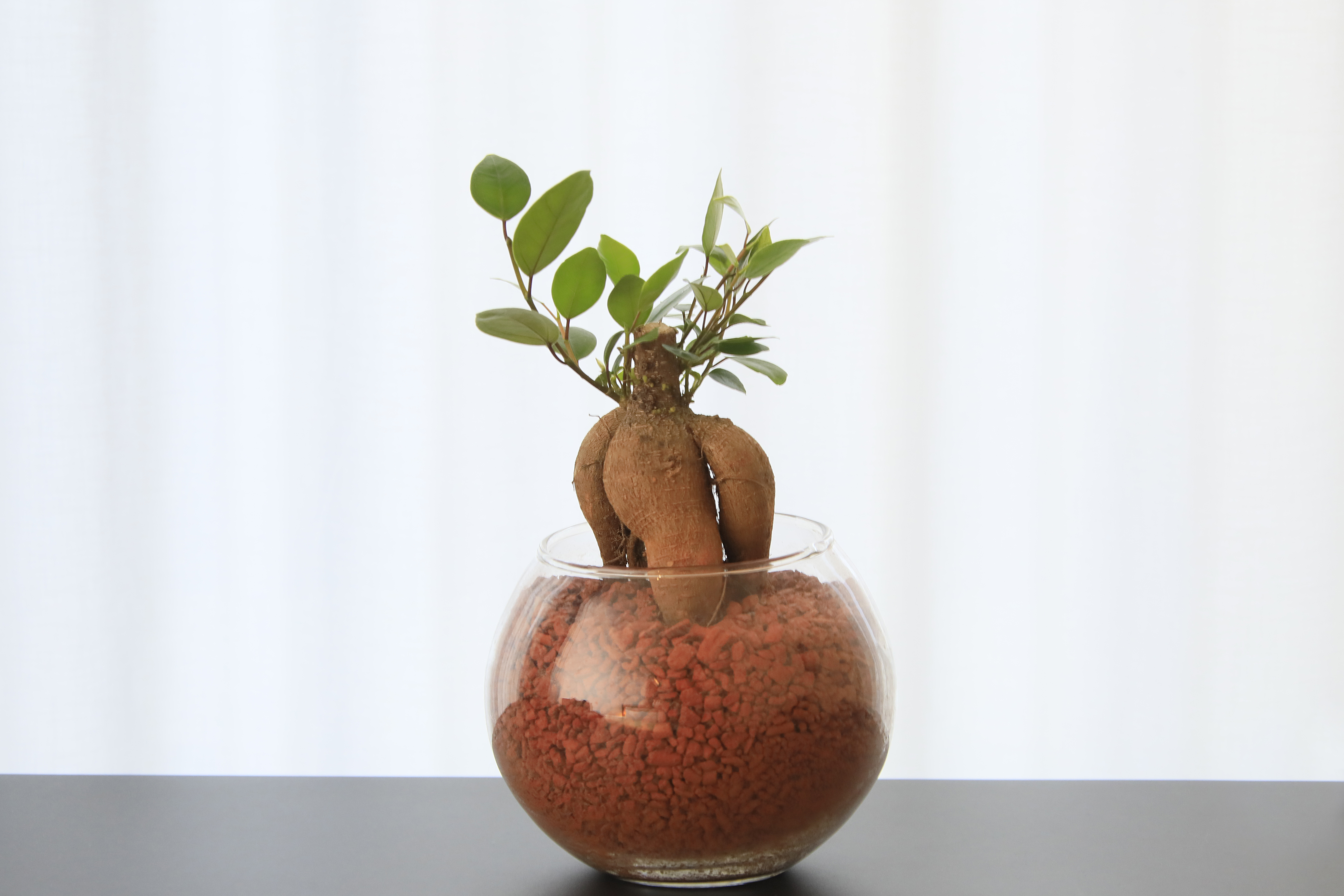 【ガジュマル】