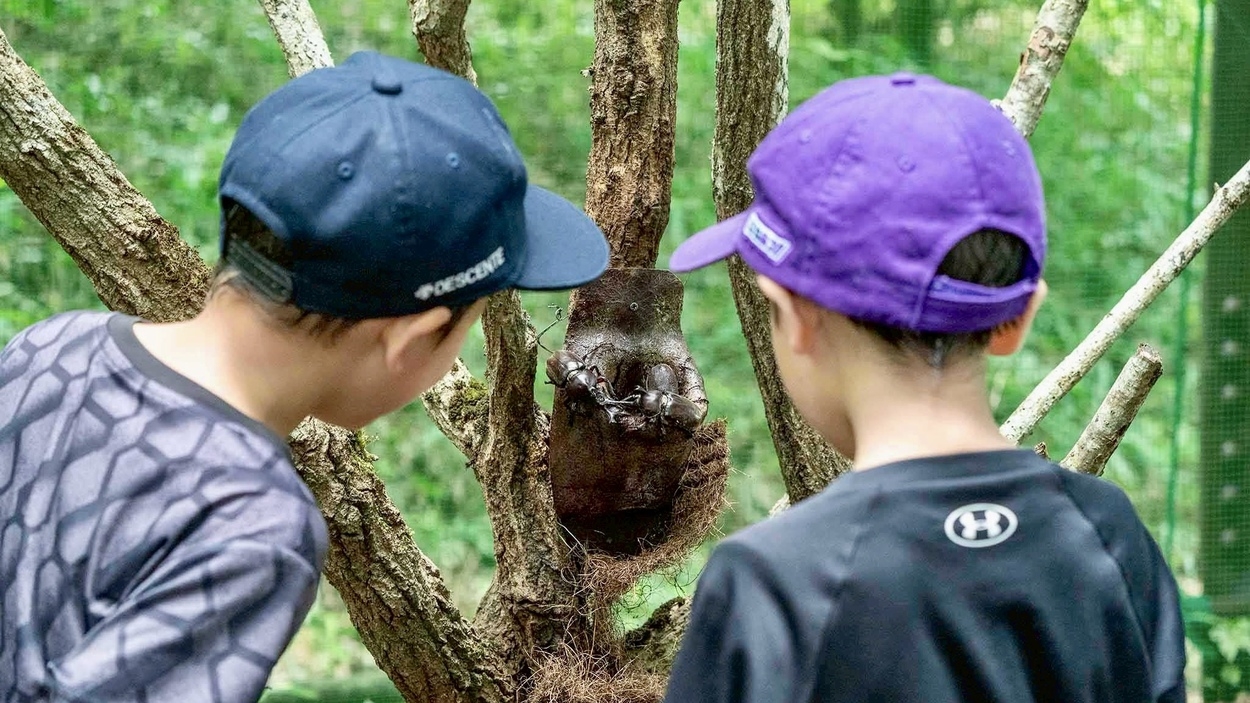 ＼2025年7月限定・夏の王様カブトムシに会える備北丘陵公園満喫プラン／『お子さまの体験料が無料』