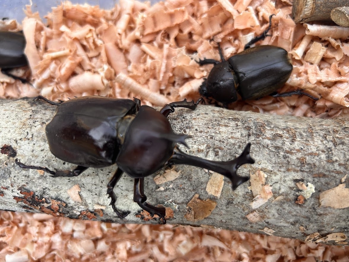 【夏休み限定】小学生以下無料！カブトムシペア＆飼育セット付♪里山の一棟貸しで自由研究