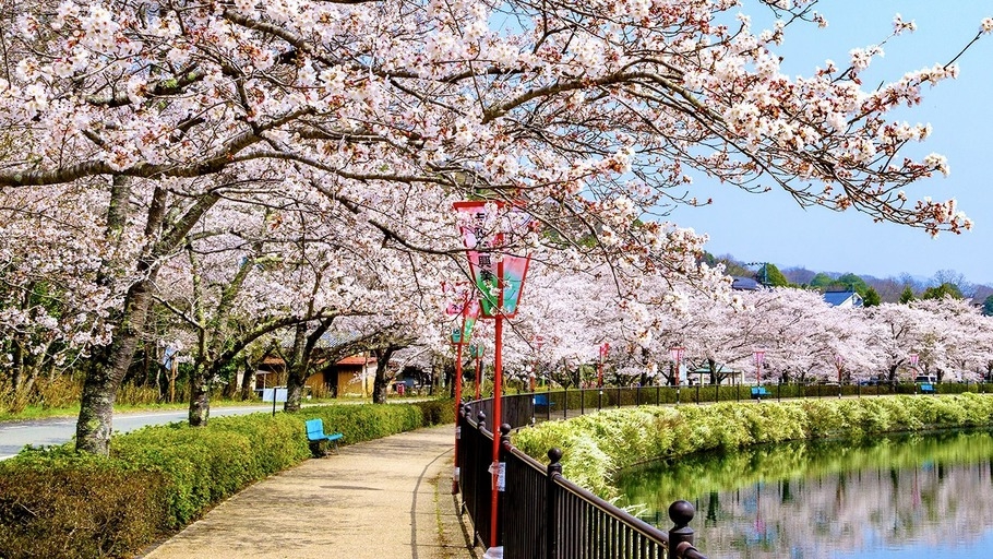 桜色の夜に乾杯！りんごのシードルプラン