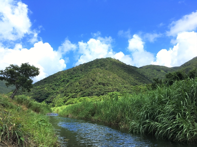 近所の川2