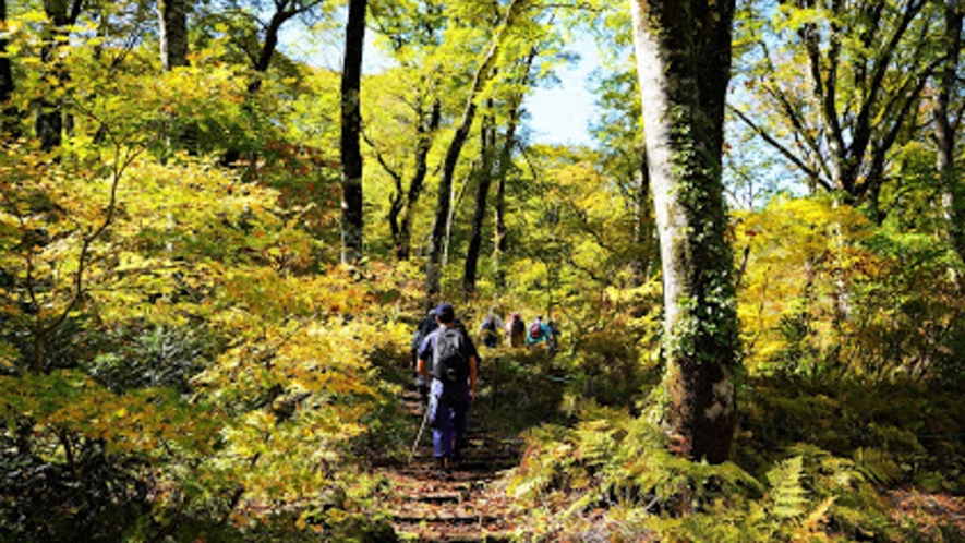 【天生県立自然公園】ブナの原生林のほか、水芭蕉の群生地など変化に富んだ自然が広がる自然公園