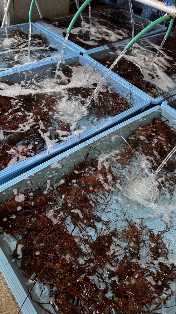 【北茨城の海の宝】常磐沖水揚げ伊勢海老を堪能！「月浜海宝膳」