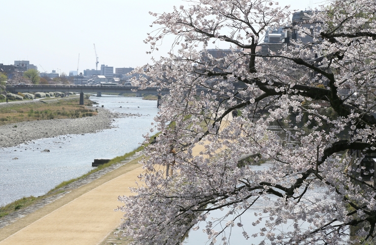 春の鴨川